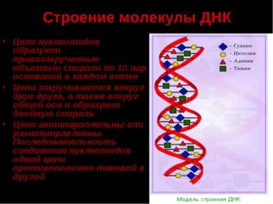 Строение молекулы ДНК Цепи нуклеотидов образуют правозакрученные объемные спи...