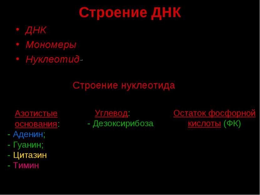 Строение ДНК ДНК - полимер. Мономеры - нуклеотиды. Нуклеотид- химическое соед...