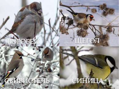 По-весеннему начинают петь птицы, которые пережили долгую, голодную зиму.