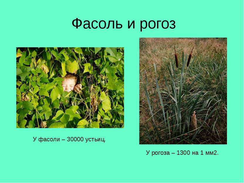 Фасоль и рогоз У рогоза – 1300 на 1 мм2. У фасоли – 30000 устьиц.