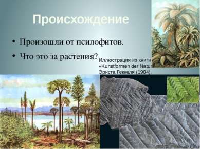 Происхождение Произошли от псилофитов. Что это за растения? Иллюстрация из кн...