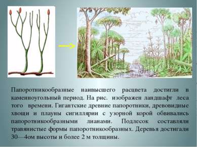 Папоротникообразные наивысшего расцвета достигли в каменноугольный период. На...