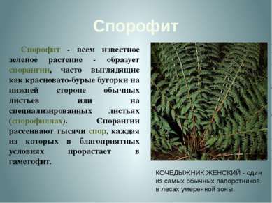 Спорофит Спорофит - всем известное зеленое растение - образует спорангии, час...