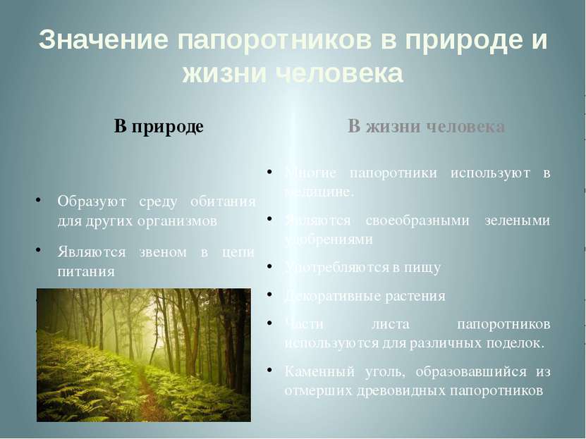 Значение папоротников в природе и жизни человека В природе Образуют среду оби...