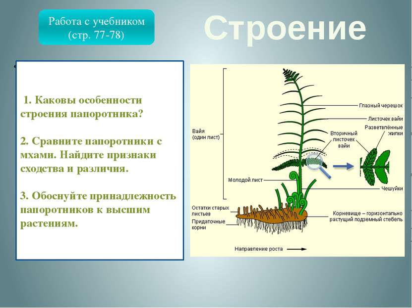 Строение Папоротниковидные – отдел высших растений, известный с девона. В отл...