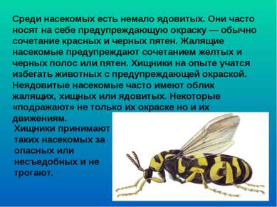 Среди насекомых есть немало ядовитых. Они часто носят на себе предупреждающую...