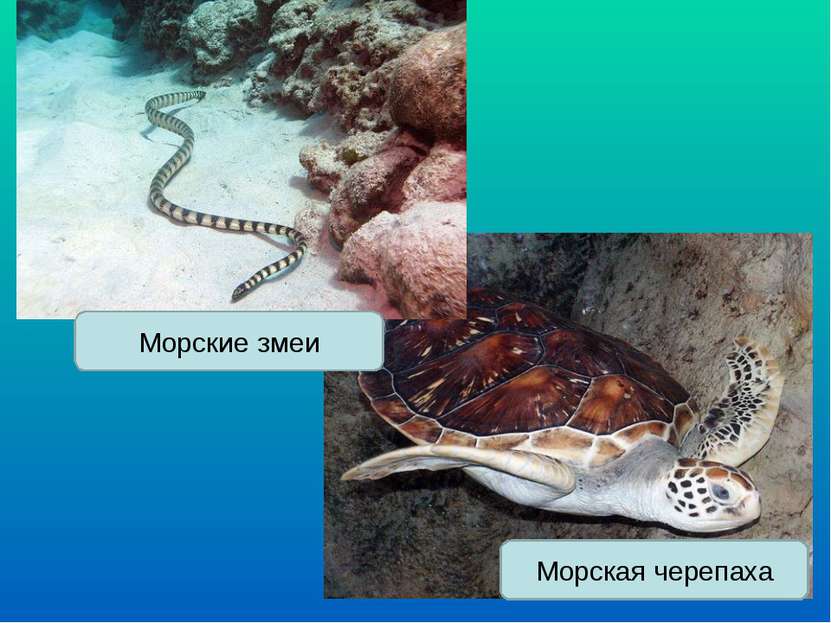 Морская черепаха Морские змеи