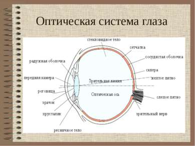 Оптическая система глаза