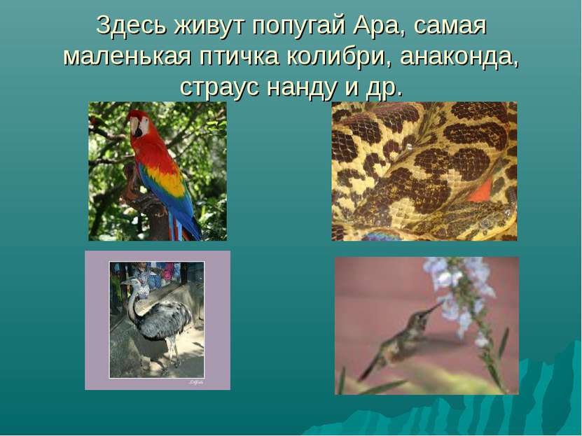 Здесь живут попугай Ара, самая маленькая птичка колибри, анаконда, страус нан...