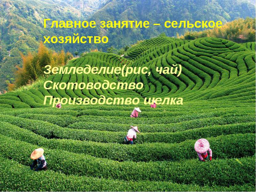 Главное занятие – сельское хозяйство Земледелие(рис, чай) Скотоводство Произв...