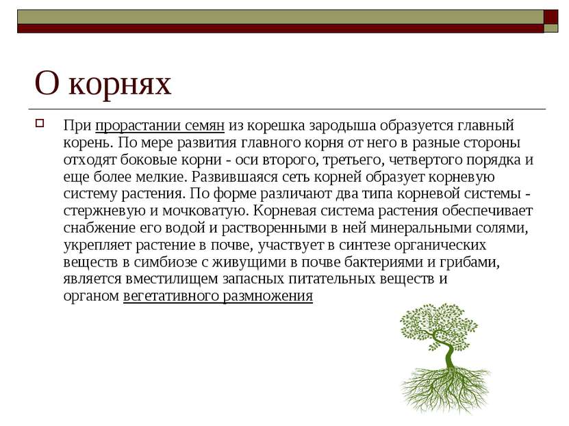 О корнях При прорастании семян из корешка зародыша образуется главный корень....