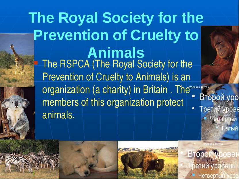 The Royal Society for the Prevention of Cruelty to Animals The RSPCA (The Roy...