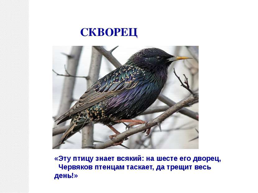 СКВОРЕЦ «Эту птицу знает всякий: на шесте его дворец, Червяков птенцам таскае...