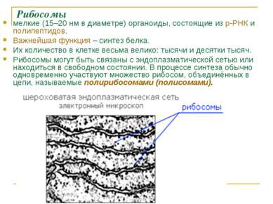 Рибосомы мелкие (15–20 нм в диаметре) органоиды, состоящие из р-РНК и полипеп...