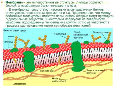 Мембраны – это липопротеиновые структуры. Липиды образуют бислой, а мембранны...