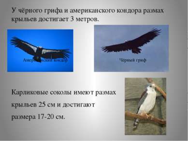 У чёрного грифа и американского кондора размах крыльев достигает 3 метров. Ка...