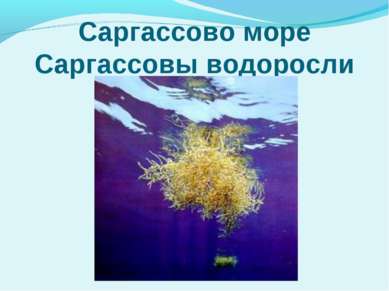 Саргассово море Саргассовы водоросли