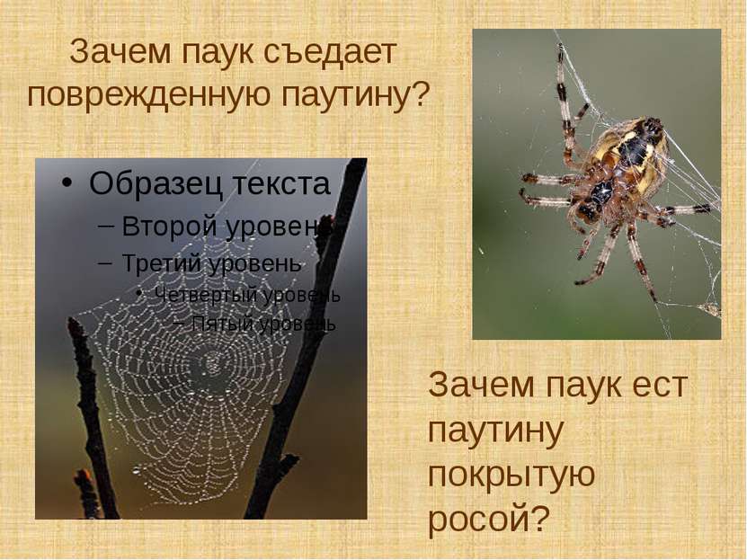 Зачем паук съедает поврежденную паутину? Зачем паук ест паутину покрытую росой?
