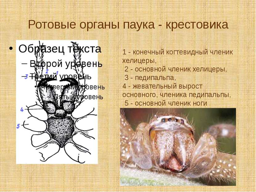 Ротовые органы паука - крестовика 1 - конечный когтевидный членик хелицеры, 2...