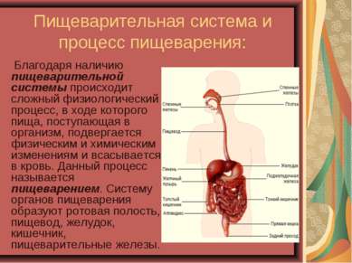 Пищеварительная система и процесс пищеварения: Благодаря наличию пищеваритель...