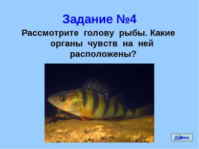 Задание №4 Рассмотрите голову рыбы. Какие органы чувств на ней расположены? Д...