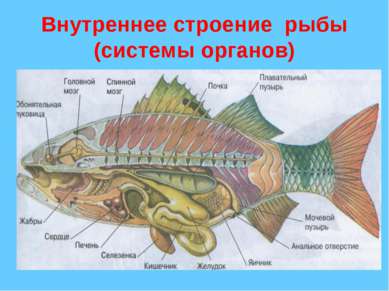 Внутреннее строение рыбы (системы органов)