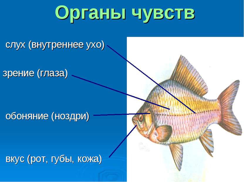Орган обоняния у рыб. Сообщение об органах чувств у рыб. Jhufys xeedcnd e HS,. Плавники являются органом. Плавники органы чувств у рыб.