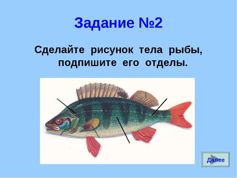 Задание №2 Сделайте рисунок тела рыбы, подпишите его отделы. Далее