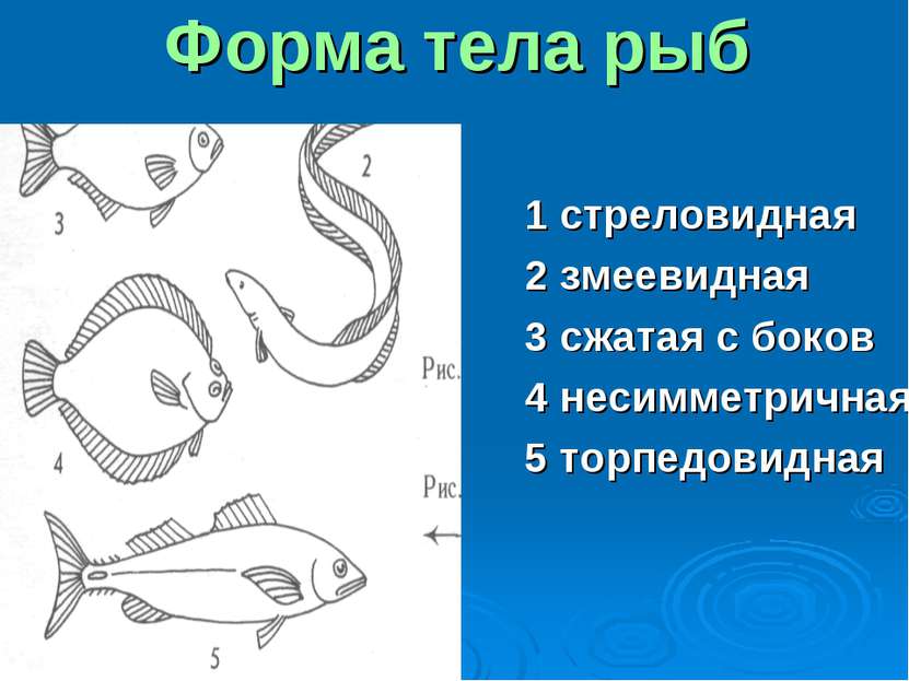 Форма тела торпедообразная у каких рыб. Торпедообразная форма тела у рыб. Стреловидная форма тела рыб. Рыбки формами тела. Змееобразная форма тела у рыб.