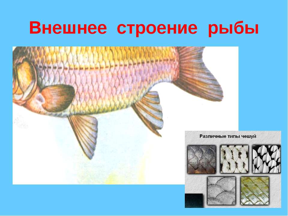 Человек в рыбьей чешуе. Внешнее строение рыбы 7 класс биология. Внешнее строение рыбы рисунок. Чешуя рыбы. Строение рыбы 8 класс биология.