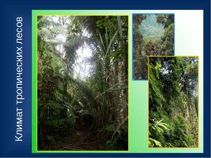 Климат тропических лесов