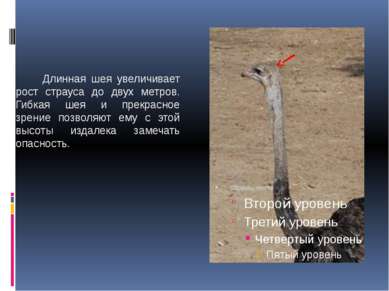 Длинная шея увеличивает рост страуса до двух метров. Гибкая шея и прекрасное ...