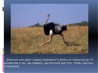 Длинные ноги дают страусу возможность бегать со скоростью до 70 километров в ...