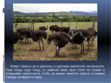Живут страусы не в одиночку, а группами различной численности. Пока птицы ищу...