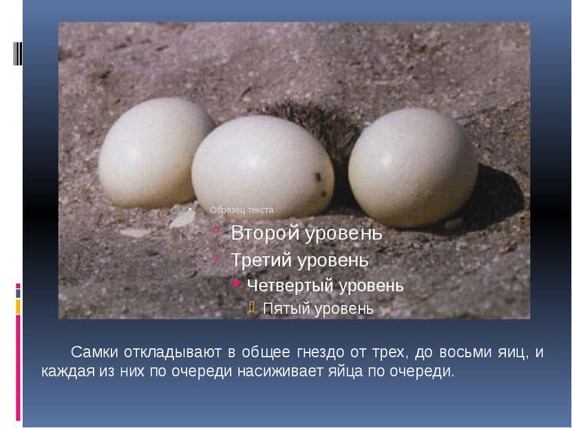 Самки откладывают в общее гнездо от трех, до восьми яиц, и каждая из них по о...