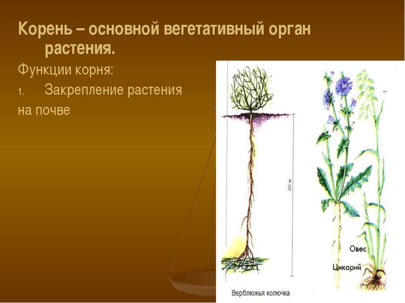 Корень – основной вегетативный орган растения. Функции корня: Закрепление рас...