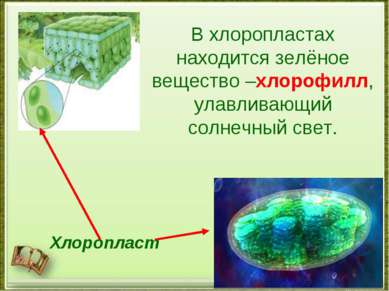Хлоропласт В хлоропластах находится зелёное вещество –хлорофилл, улавливающий...