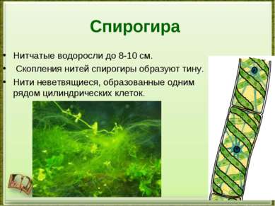 Спирогира Нитчатые водоросли до 8-10 см. Скопления нитей спирогиры образуют т...