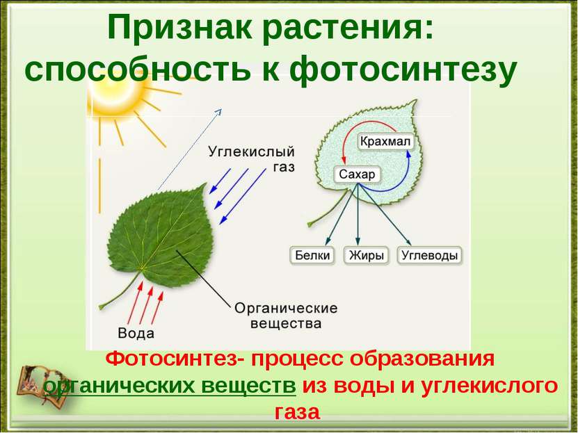 Признак растения: способность к фотосинтезу Фотосинтез- процесс образования о...