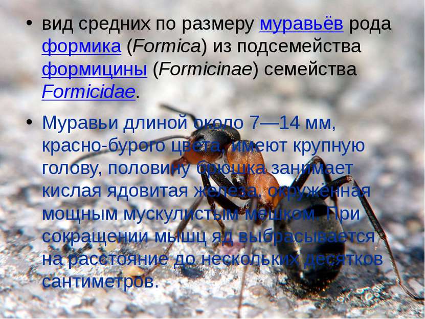 вид средних по размеру муравьёв рода формика (Formica) из подсемейства формиц...
