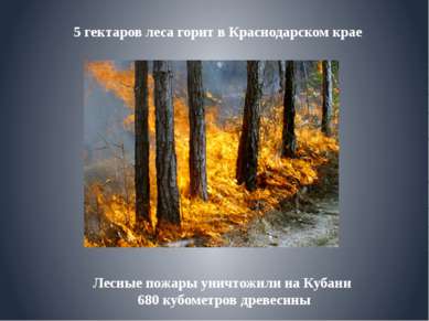 Лесные пожары уничтожили на Кубани 680 кубометров древесины 5 гектаров леса г...