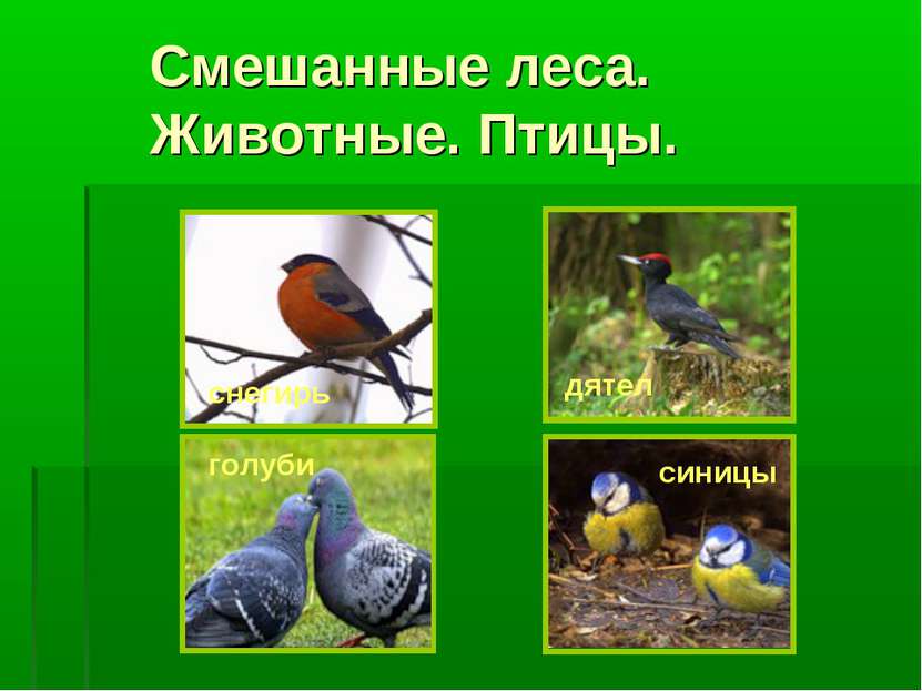 Птицы подмосковных лесов фото с названиями