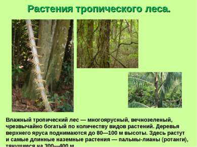 Растения тропического леса. Влажный тропический лес — многоярусный, вечнозеле...