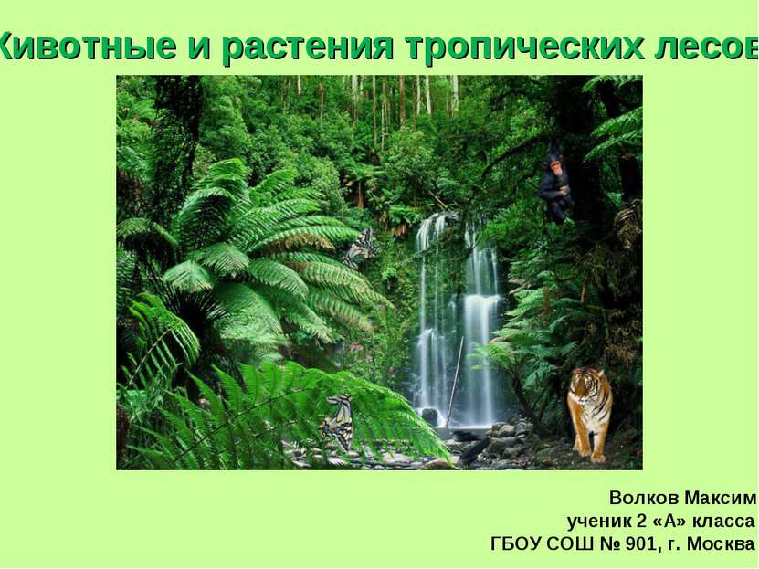 Животные и растения тропических лесов. Волков Максим ученик 2 «А» класса ГБОУ...