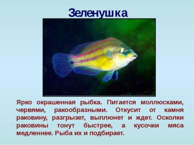 Зеленушка Ярко окрашенная рыбка. Питается моллюсками, червями, ракообразными....
