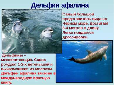 Дельфин афалина Самый большой представитель вида на Черном море. Достигает 3-...