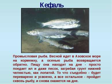 Кефаль Промысловая рыба. Весной идет в Азовское море на кормежку, а осенью ры...