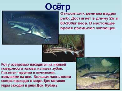 Осётр Относится к ценным видам рыб. Достигает в длину 2м и 80-100кг веса. В н...