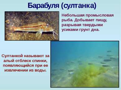 Барабуля (султанка) Небольшая промысловая рыба. Добывает пищу, разрывая тверд...