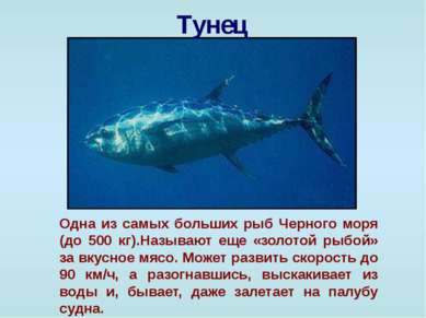 Тунец Одна из самых больших рыб Черного моря (до 500 кг).Называют еще «золото...